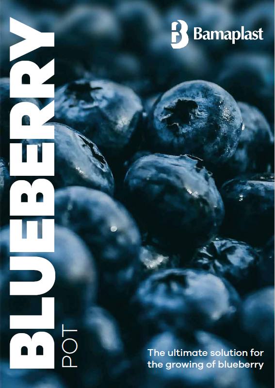 BLUEBERRY POTS